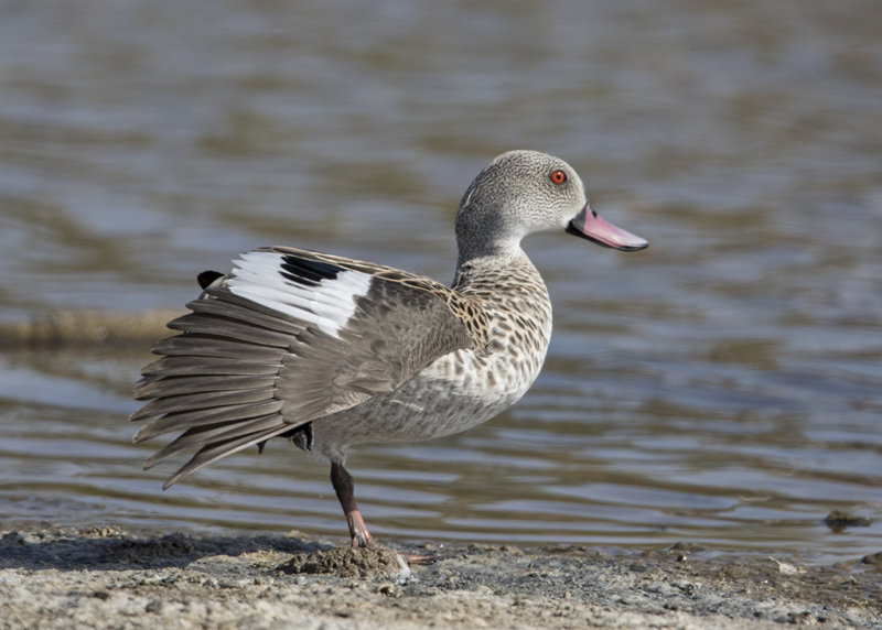 Cape Teal  Anas capensis