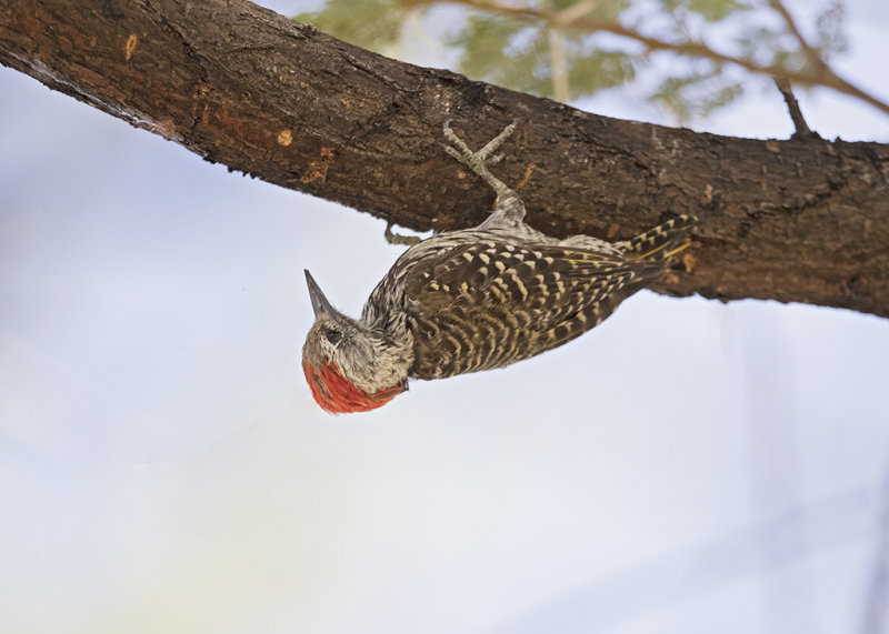 Cardinal Woodpecker   Dendropicos fuscescens