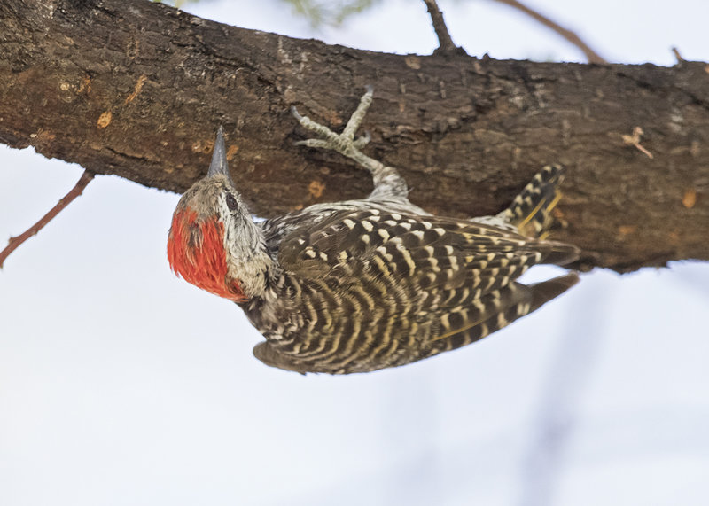 Cardinal Woodpecker   Dendropicos fuscescens