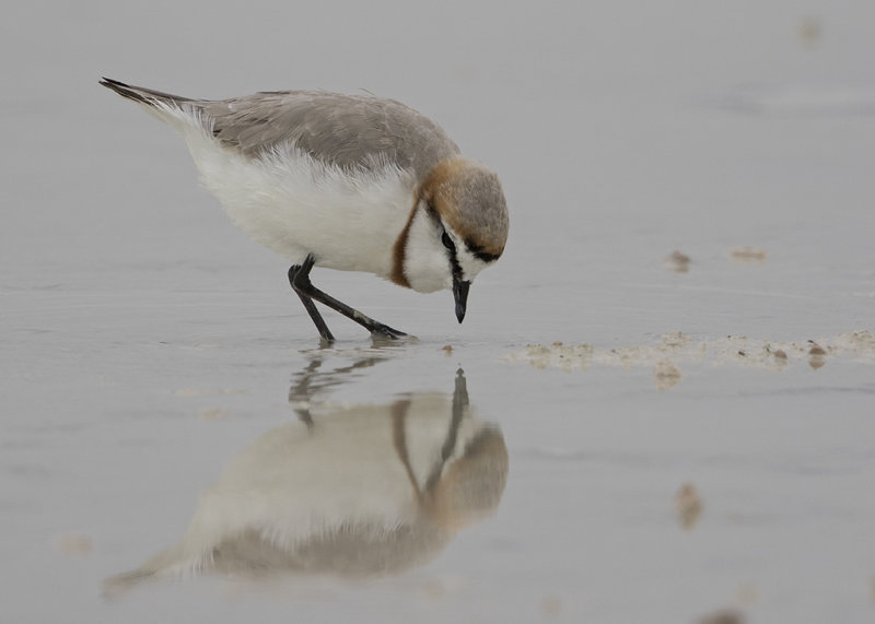 Chestnut-banded Plover   Charadrius Pallidus