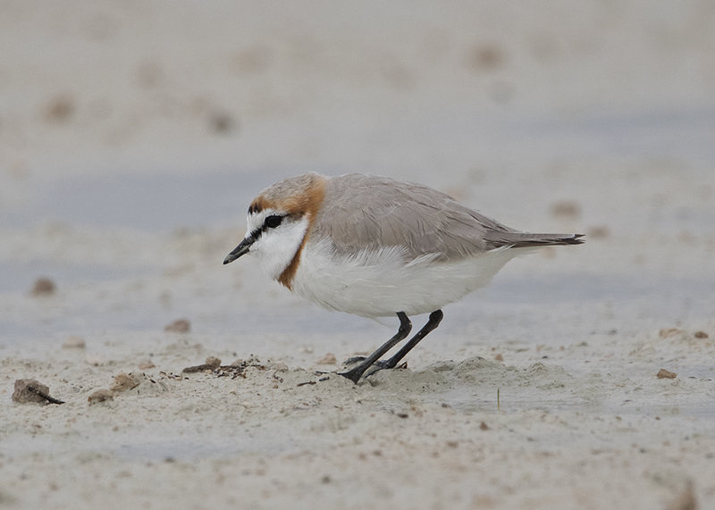 Chestnut-banded Plover   Charadrius Pallidus