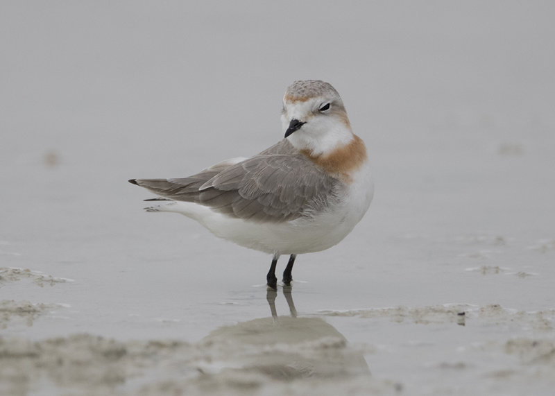 Chestnut-banded Plover   Charadrius Pallidus