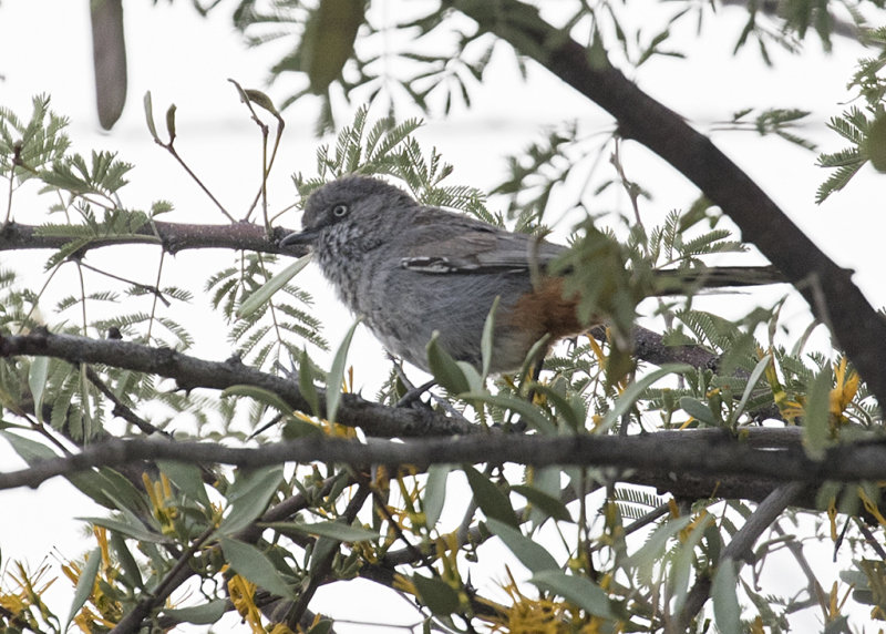 Chestnut-vented Tit-babbler   Sylvia subcoerulea