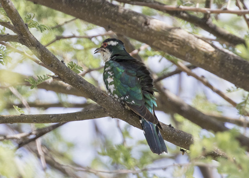 Diederik Cuckoo   Chrysococcyx caprius