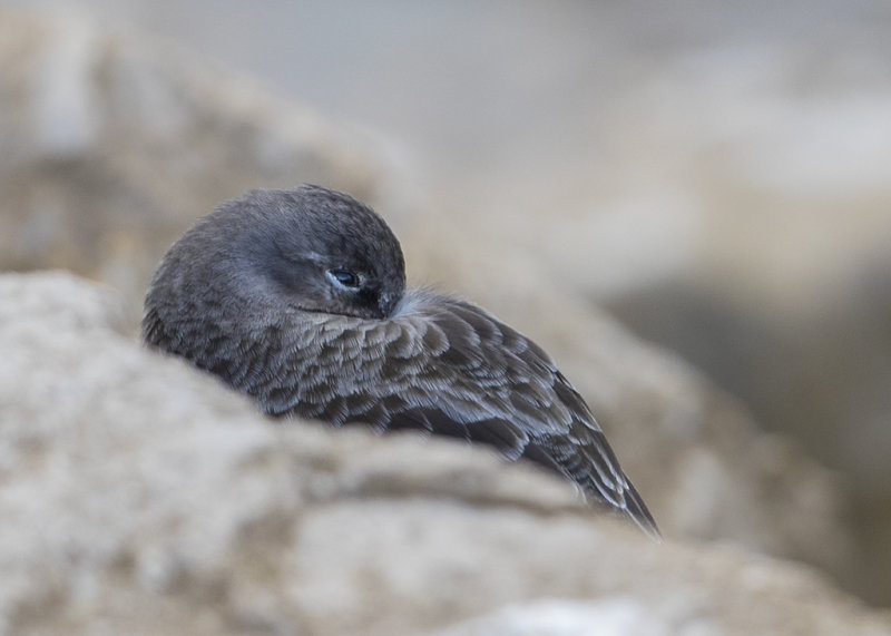 Purple Sandpiper   Wales