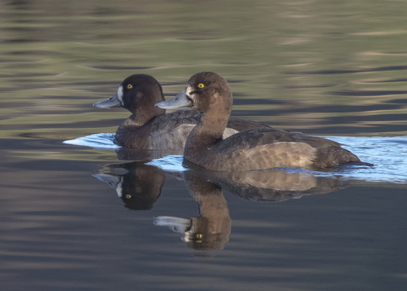 Scaup Wales