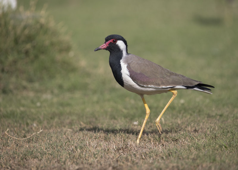 Red-wattled Lapwing   India