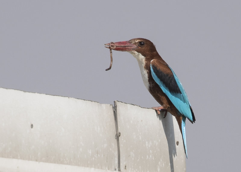 White-throated Kingfisher    India