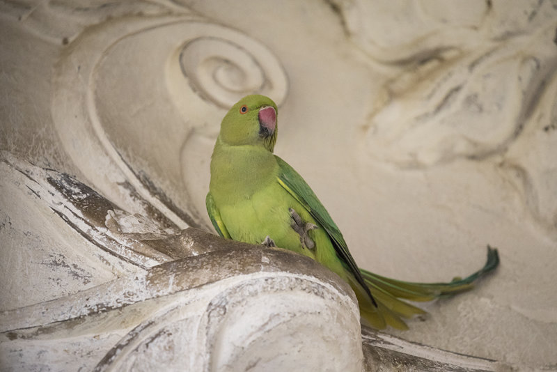Ring-necked  Parakeet    India