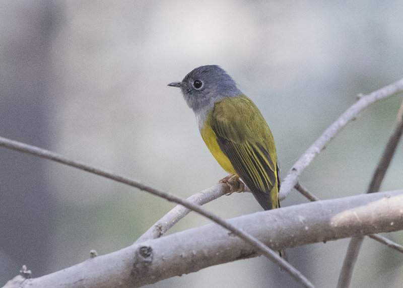 Canary-flycatcher,Grey-headed 