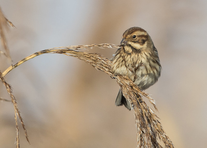 Reed Bunting   Wales