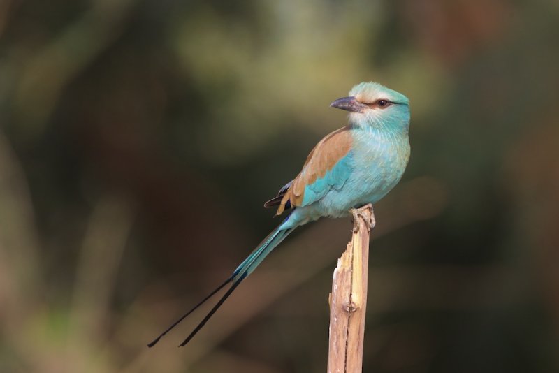 Abyssinian Roller  Gambia