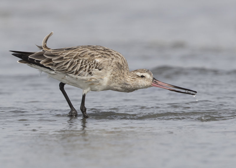 Bar-tailed Godwit  Gambia