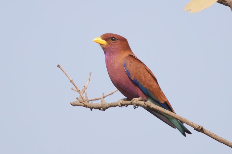 Broad Billed Roller  Gambia