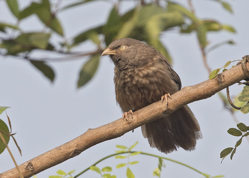 Jungle Babbler    Goa, India