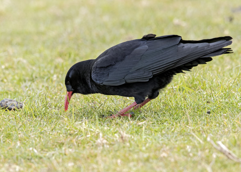 Chough   Wales