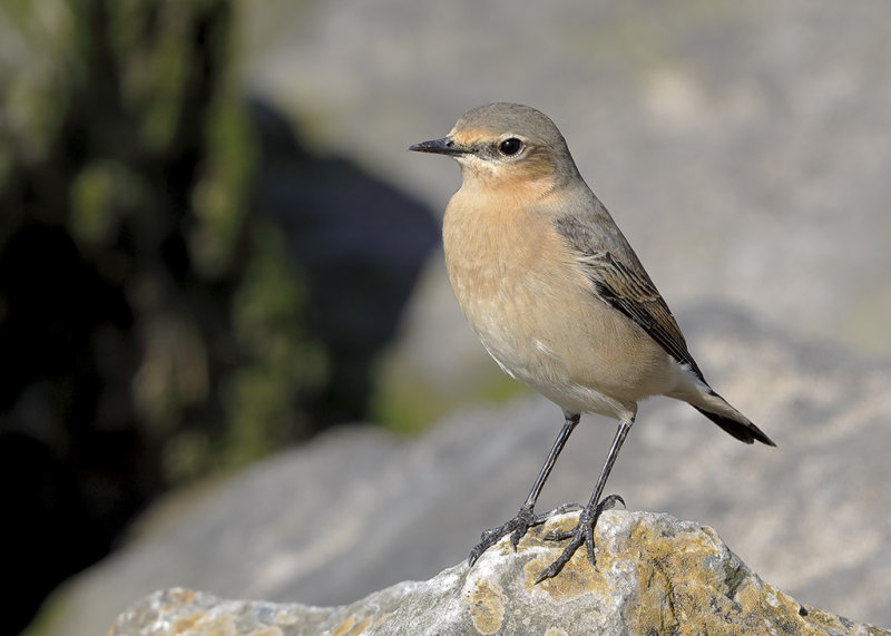 Northern Wheatear    Wales