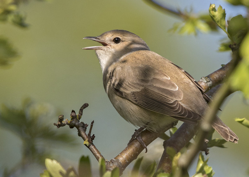 Garden Warbler Wales