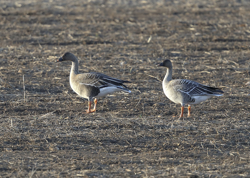 Bean Goose   Estonia