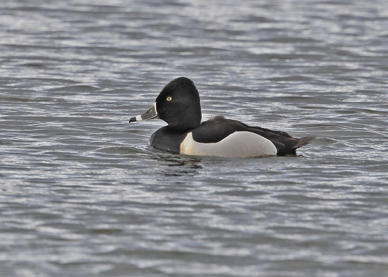 Ring-necked Duck   Wales