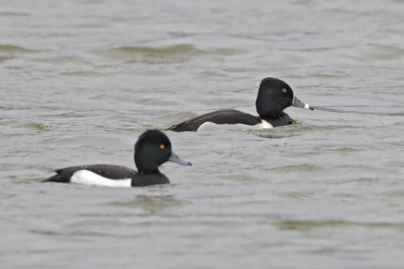 Ring-necked Duck ( with Tufted Duck)  Wales