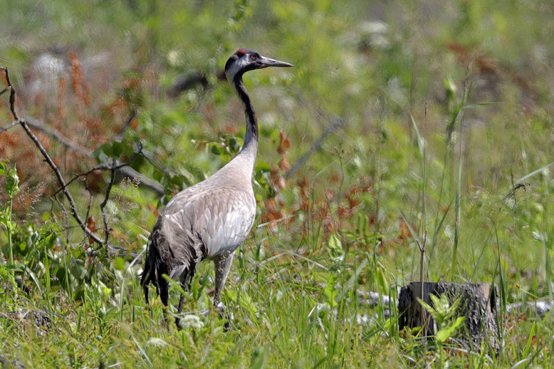 Common Crane.   Estonia