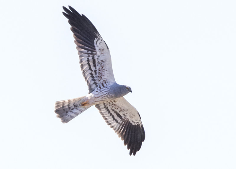 Montague's  Harrier   Estonia