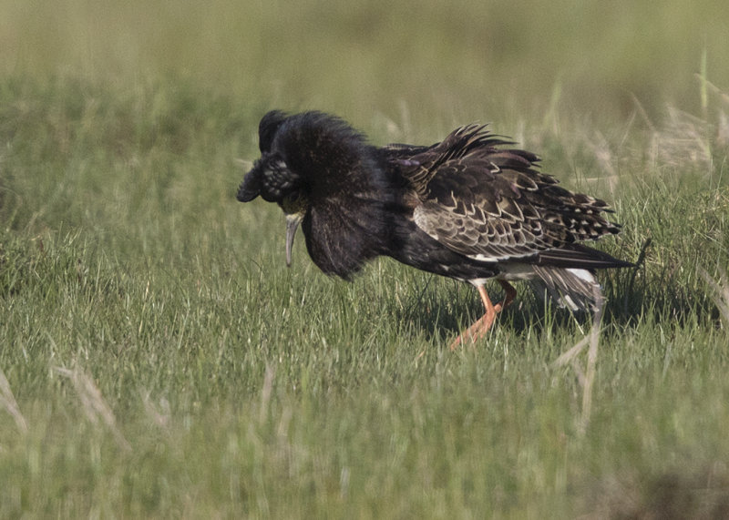 Ruff   Estonia