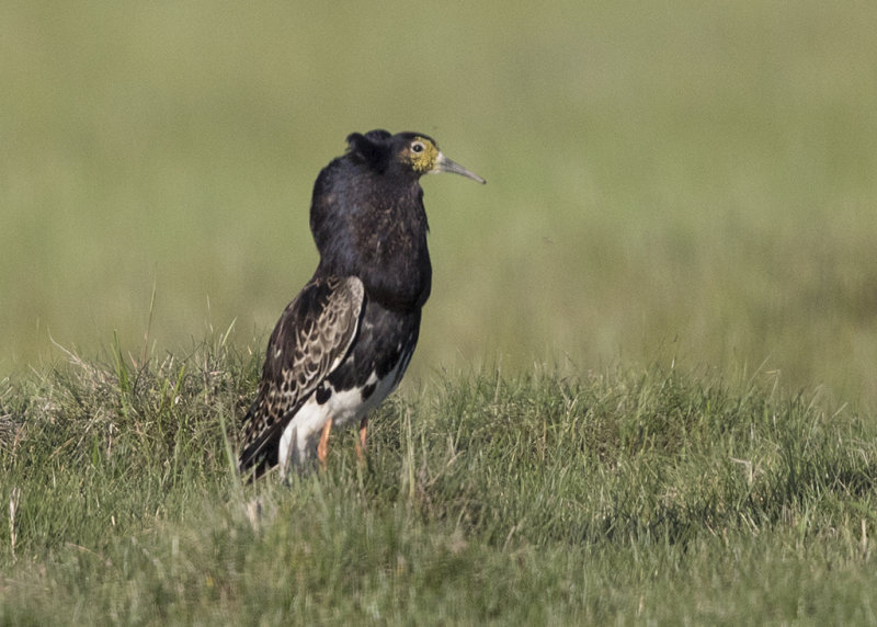 Ruff   Estonia