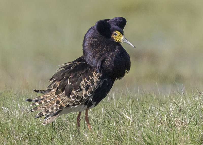 Ruff   Estonia