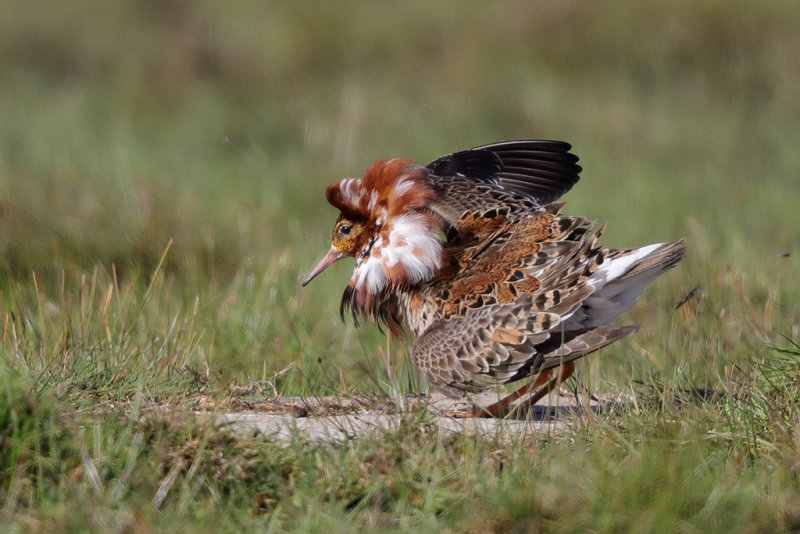 Ruff   Estonia