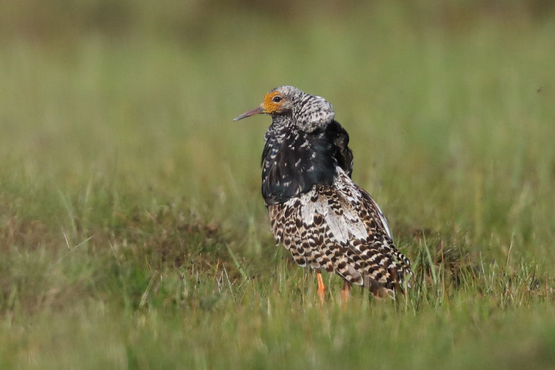 Ruff   Estonia