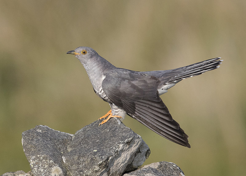 Common Cuckoo Wales