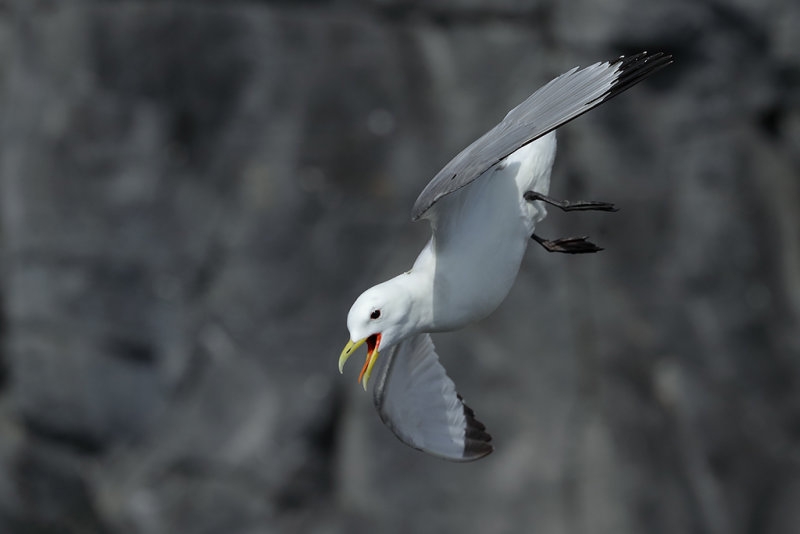 Kittiwake    Scotland