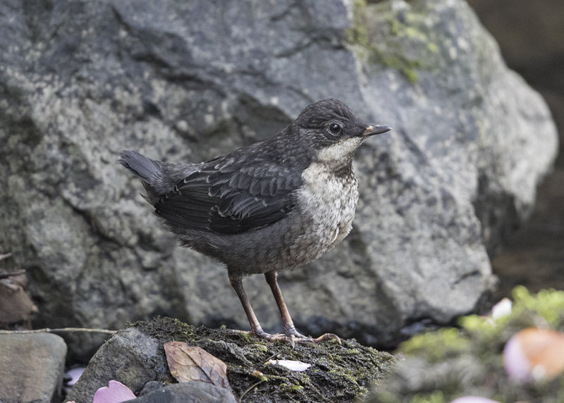 Dipper(juvenile) Wales