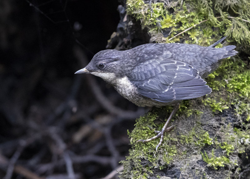 Dipper(juvenile) Wales