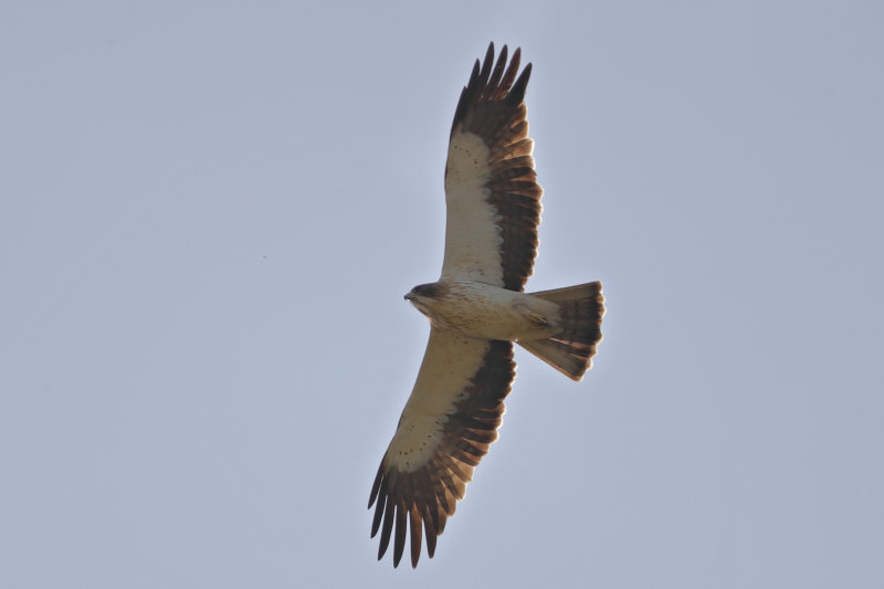 Booted Eagle   Spain