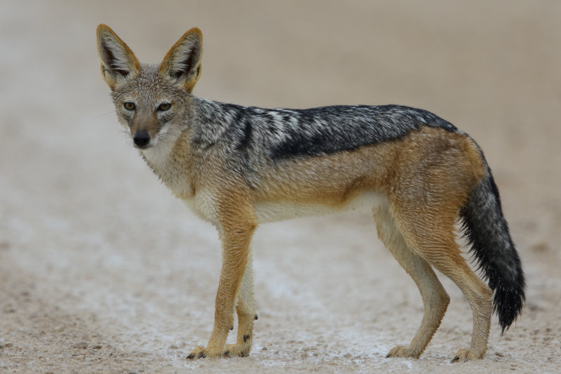 Black-backed Jackal   Namibia