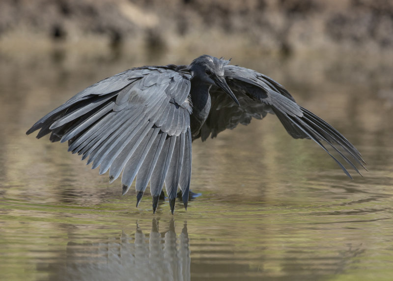 Black Heron  Gambia