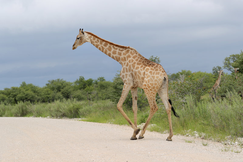 Giraffe   Namibia