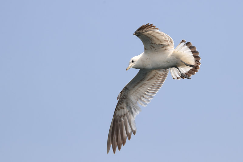 Common Gull   Wales