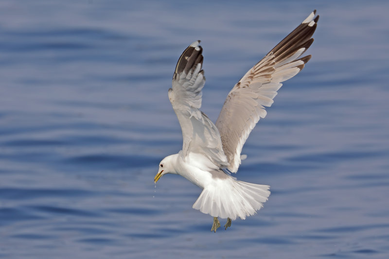 Common Gull   Wales