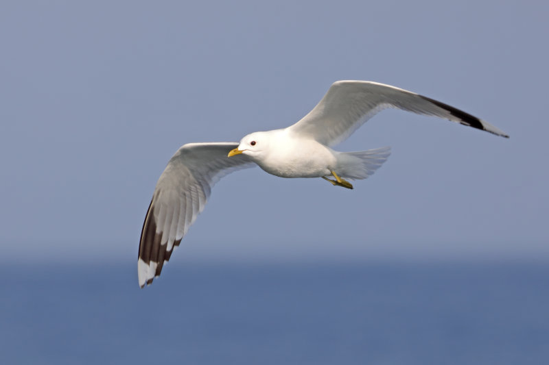 Common Gull   Wales