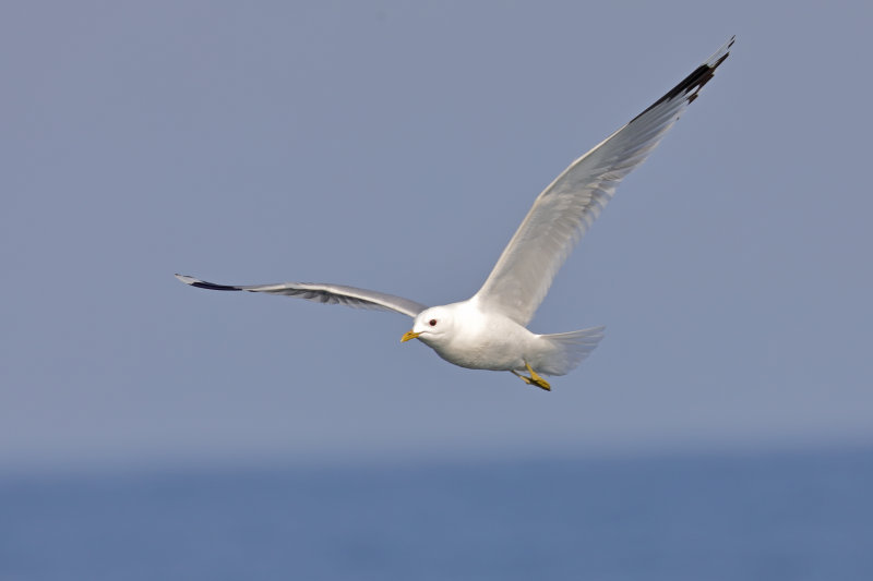 Common Gull Wales