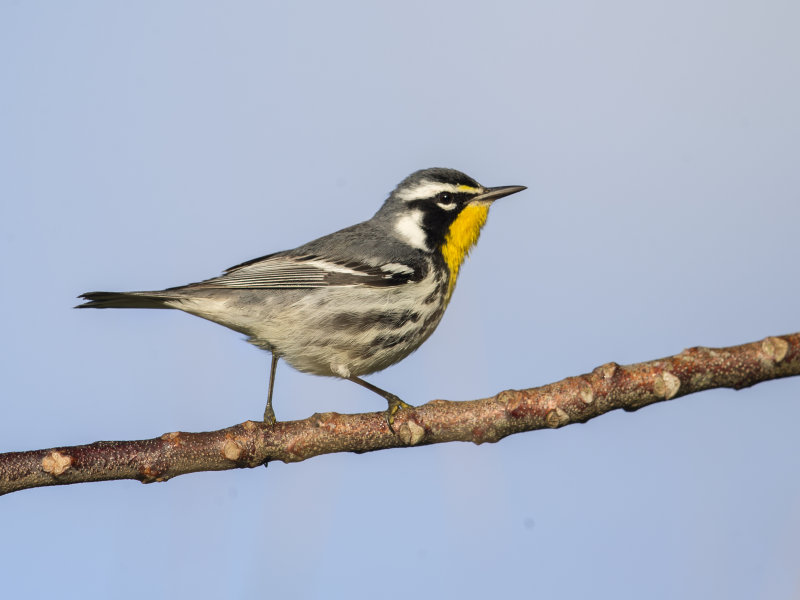 Yellow-throated Warbler.    Cuba