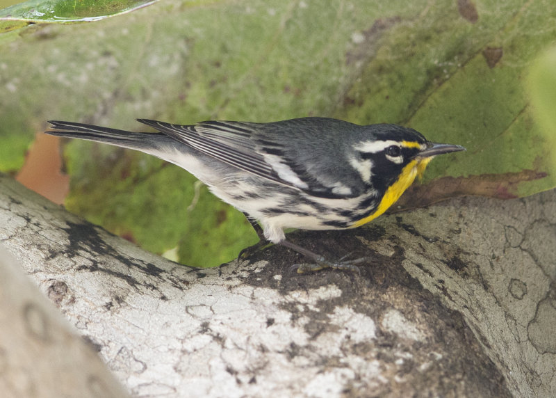 Yellow-throated Warbler.    Cuba