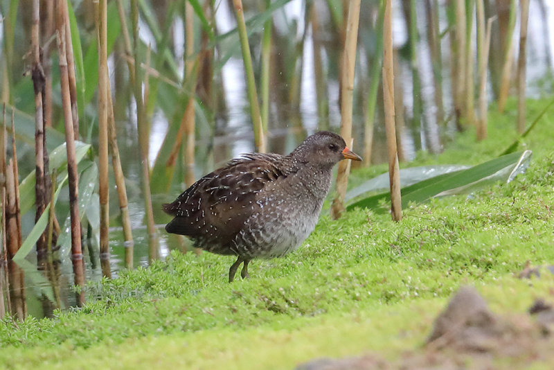 Spotted Crake    Wales