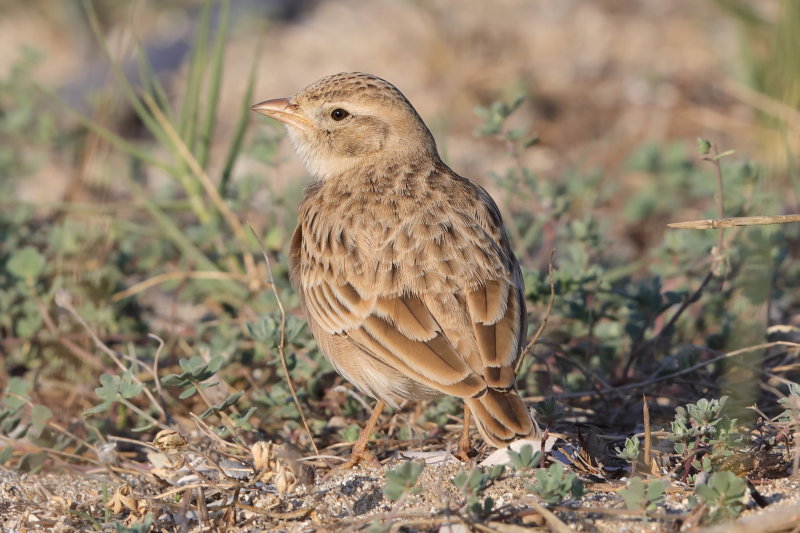 Greater Short-toed Lark.   Corfu,Greece