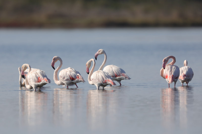 Greater Flamingo    Corfu,Greece.