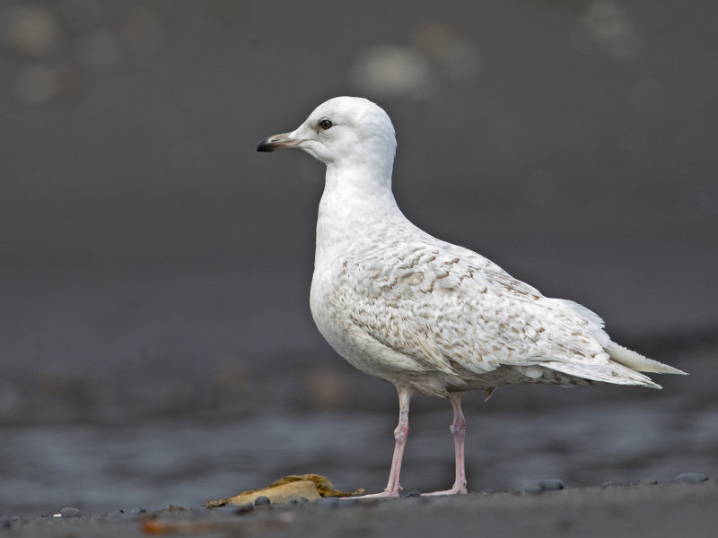 Gull,Iceland 